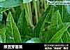 绿豆芽苗菜的做法