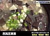 西施豆腐羹的做法