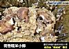 荷香糯米小排的做法