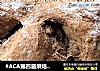 #ACA第四届烘焙大赛#造色情怀 快手苏打黑麦面包的做法