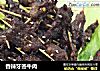 香辣牙签牛肉的做法