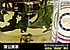 蒲公英茶的做法