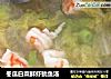 冬瓜白菜鲜虾鱿鱼汤的做法