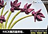 #ACA第四届烘焙大赛#造色情怀 紫薯兰花饼干的做法