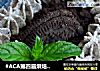 #ACA第四届烘焙大赛#造色情怀 奥利奥风情咸乳酪蛋糕的做法