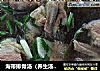 海带排骨汤（养生汤）（电饭锅菜谱3）的做法