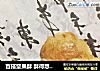 百搭坚果酥 酥得想哭哭( ??? ? ??? )的做法