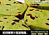 如何做青汁蔓越莓曲奇饼干的做法