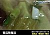苦瓜猪骨汤的做法