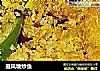 避风塘炒鱼的做法