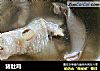 猪肚鸡的做法