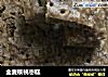全麦核桃枣糕的做法