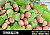 芥香苦瓜花生的做法