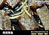 香煎带鱼的做法