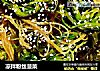 凉拌粉丝菠菜的做法