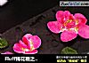 Fluff棉花糖之出水芙蓉饼干的做法