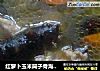红萝卜玉米筒子骨海参汤，这样很夏天的做法
