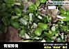 青椒排骨的做法