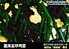 韭菜苔炒鸡蛋的做法
