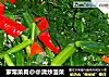 家常菜肴@@清炒菠菜的做法