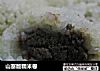 山寨版糯米卷的做法