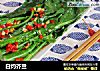 白灼芥兰的做法