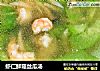虾仁鲜菇丝瓜汤的做法