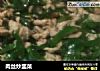 肉丝炒韭菜的做法
