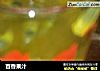百香果汁的做法