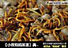 【小森妈妈菜谱】美味营养的虫草花蒸排骨的做法