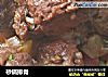 砂锅排骨的做法