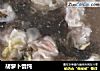 胡萝卜馄饨的做法