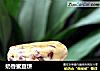 奶香蜜豆饼的做法