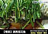 【粤菜】清蒸桂花鱼的做法