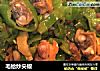 毛蛤炒尖椒的做法