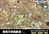 看着不够美丽滴--【少辣版--韩国辣白菜】的做法