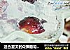 适合夏天的Q弹葡萄果冻的做法