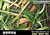 清蒸罗非鱼的做法