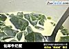 仙草牛奶蜜的做法
