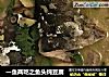 一鱼两吃之鱼头炖豆腐的做法