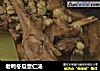 老鸭冬瓜薏仁汤的做法