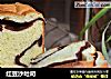 红豆沙吐司的做法