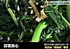 蒜蓉菜心的做法