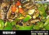 青椒炒鳝片的做法