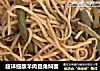 超详细版羊肉豆角焖面的做法