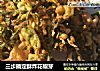 三步搞定酥炸花椒芽的做法
