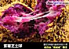 紫薯芝士球的做法
