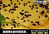 自制馒头的华丽变身——芝香馒头片的做法