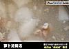 萝卜龙骨汤的做法