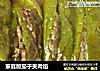 家庭版茄子夹肉馅的做法